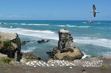 穆里怀 gannet 殖民地新西兰