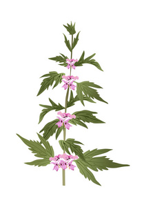 益母草插画 益母草手绘 益母草卡通图 摄图新视界 益母草插画 益母草手绘 益母草卡通图 摄图新视界