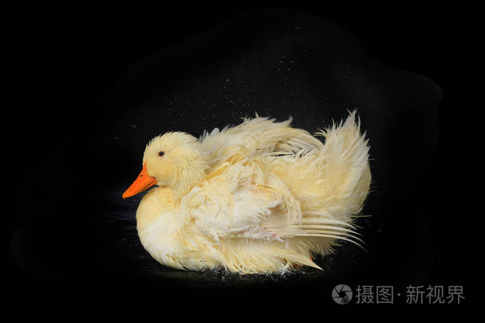 白色头黑色身体的鸭子图片