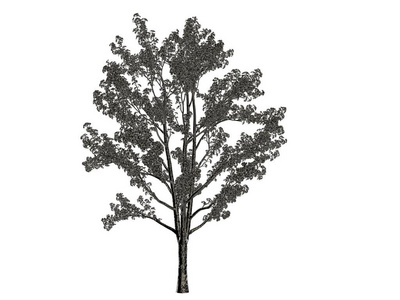 3d 渲染的孤立的白色背景上的银树