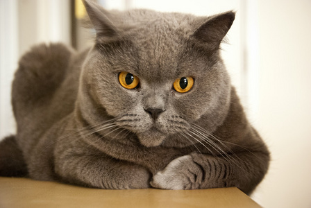 橙色的棕色眼睛棕色眼睛猫的肖像照片