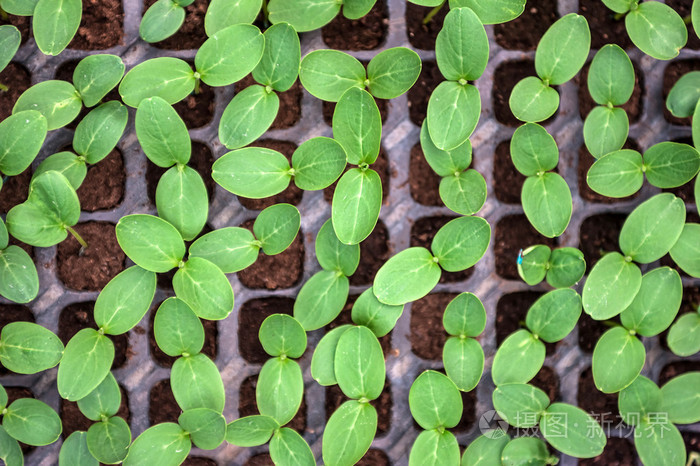 黄瓜幼苗在花盆里新鲜的绿色蔬菜豆芽在花盆里