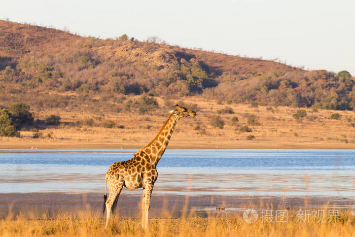 来自南非兰斯堡国家公园的长颈鹿非洲