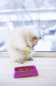 一只西伯利亚猫在窗台上
