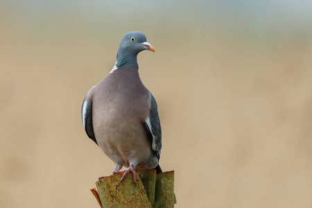 鸽鸟柴鸽鸟摄影图