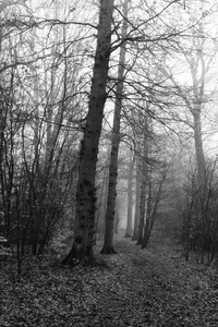 英语林地上雾多雾的早晨