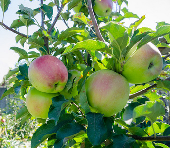 苹果花园糀红苹果的全