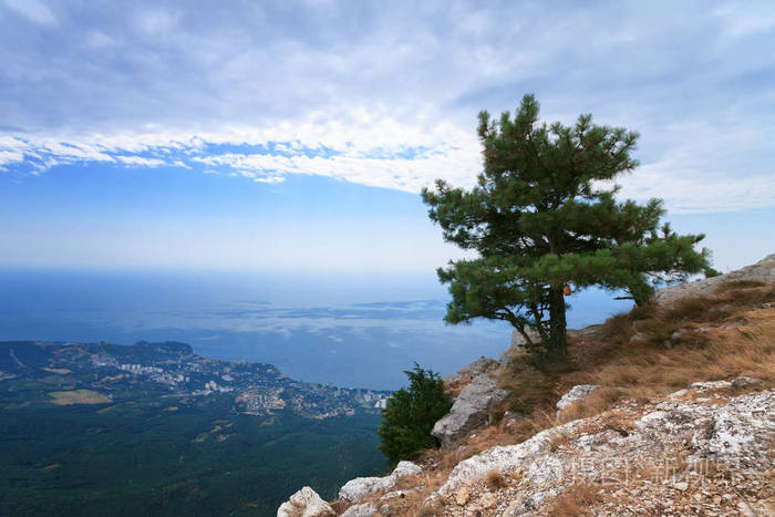 yalna夏天克里米亚孤独的树在山顶上