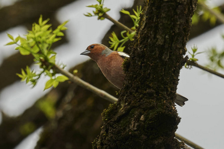 雀 fringilla coelebs 鸟在树上