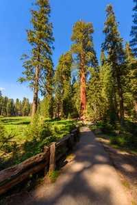 在红杉国家公园的大树小径, 那里是世界上最大的树木, 加利福尼亚。美国