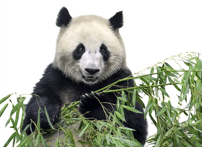 竹子大熊猫图片