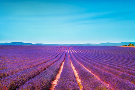 熏衣草花场和清晰的天空绽放。Valensole 证明