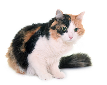 三色小猫图片