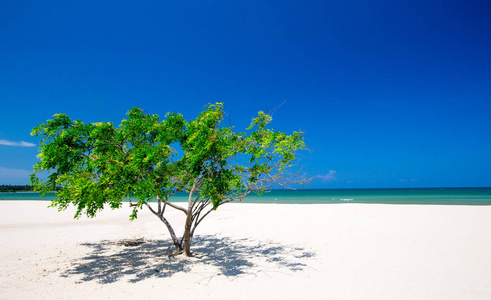 斯里兰卡的热带海滩。旅游的暑假和假期概念