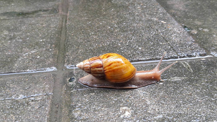 蜗牛在水泥地上爬行