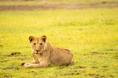 狮子躺在草地上, gaggling 的嘴巴在大草原上敞开着。