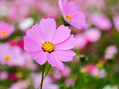 在日落的波斯菊花海照片
