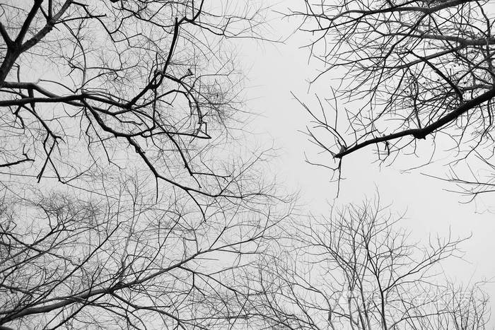 森林中的干树枝黑白相间