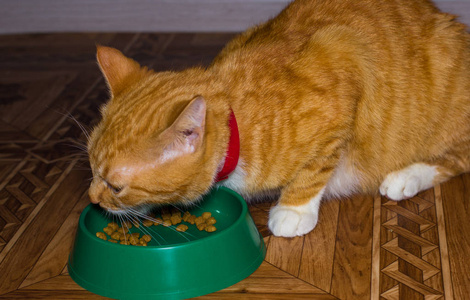 首页红猫吃的食物