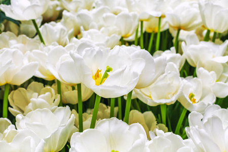 许多美丽的白色花朵, 郁金香