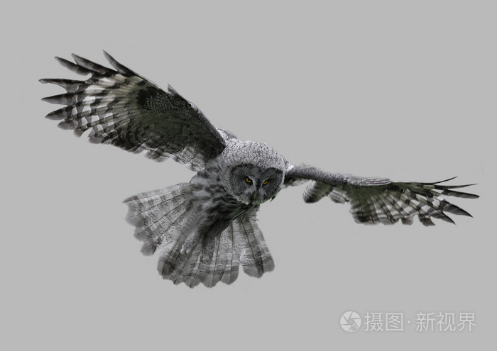 一只猫头鹰在飞行中的翼展