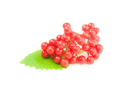 红色浆果集群的琼花上白色背景抠出孤立