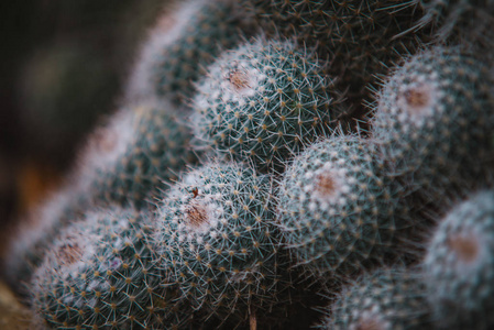 关闭 mammillaria 叶和植物