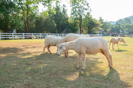 在阳光明媚的日子里农场里的小白羊