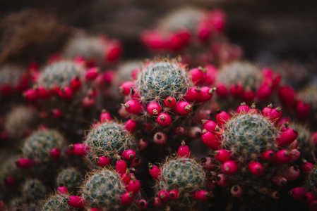 关闭 mammillaria 叶和植物