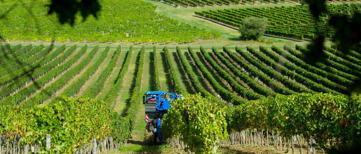 法国葡萄园葡萄的机械收获