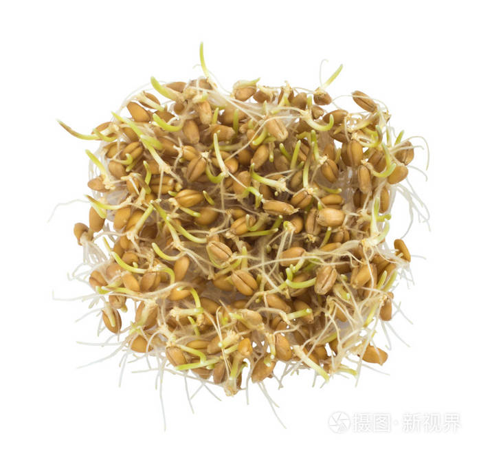 小麦胚芽分离的一小撮