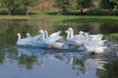 运行鹅群白国内鹅在沼泽上运行照片