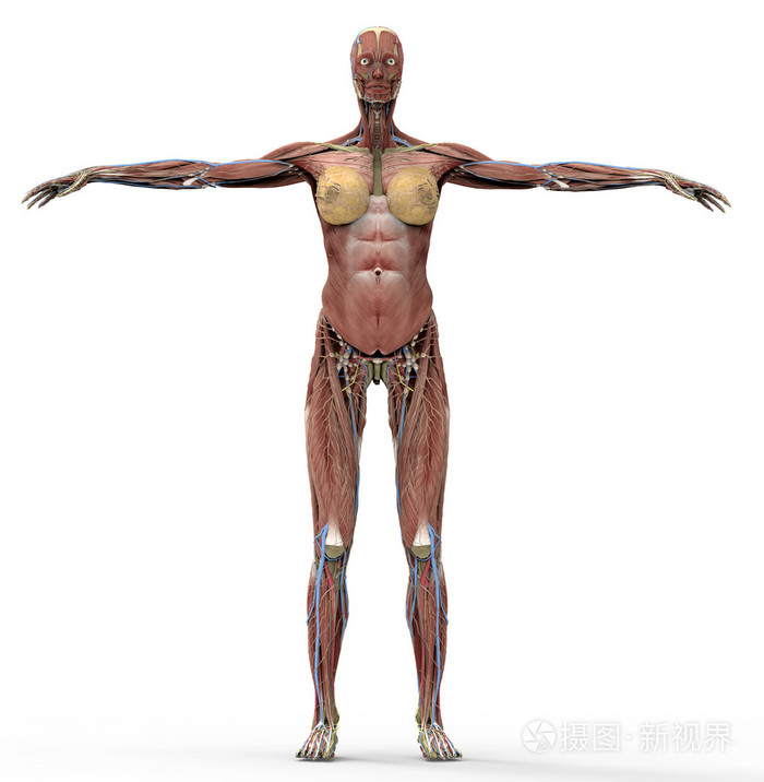 一个女人在白色与剪切路径的解剖