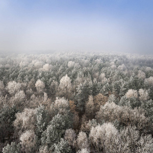 冬天背景与白雪覆盖的森林鸟瞰图