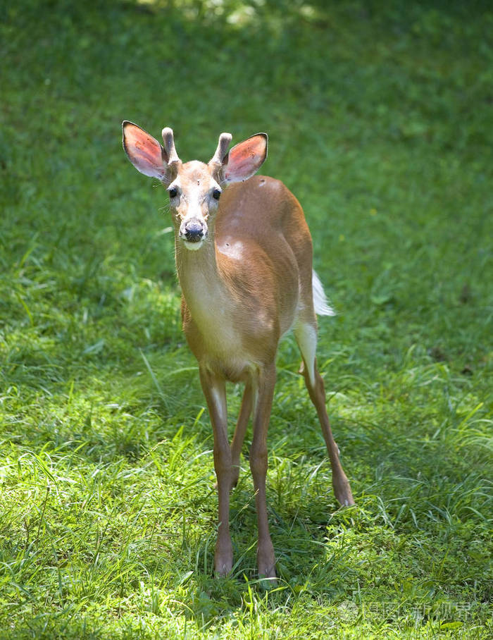 有毛的白尾鹿