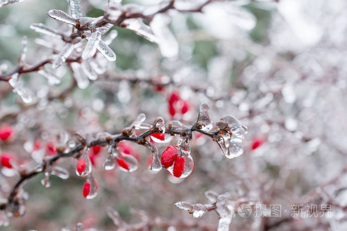 结冰.檗红浆果覆盖冰