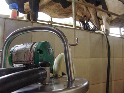 全自动挤奶系统工业奶牛场图片
