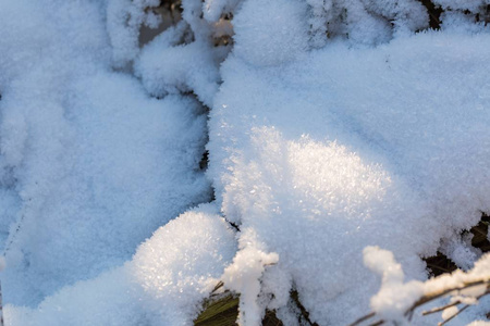 冬天雪背景与雪被覆盖的植物