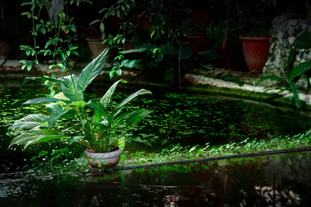 荫蔽的装饰池塘与盆栽和水植物。光照亮植物。光和阴影的发挥。复制空间