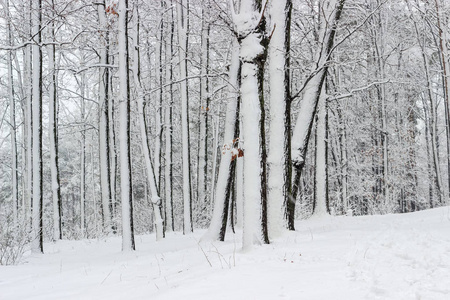 大雪期间的冬季落叶林图片