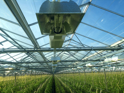 蔬菜温室温室里的灯.蔬菜的灯光下照片