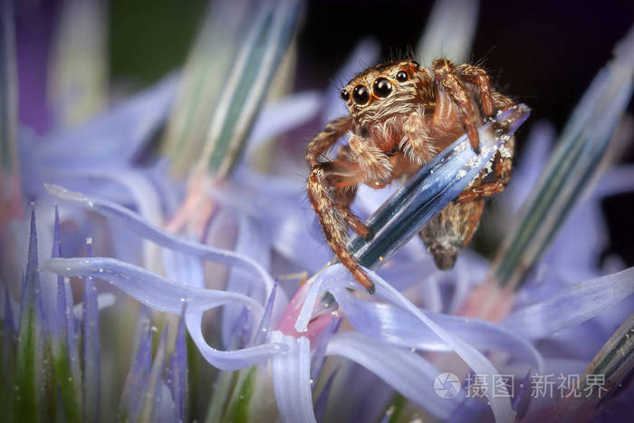 蓝色海面上跳跃的蜘蛛冬青花照片 正版商用图片0bvfu3 摄图新视界