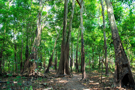 巴西热带雨林植物图片