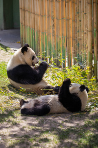 熊猫熊乐趣