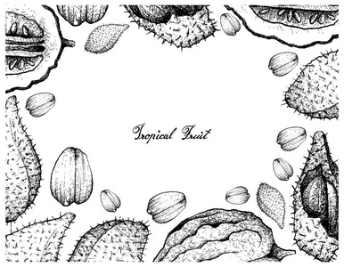 陆 rakametrog 果手画架手绘矢量水果插图在粉笔板上.