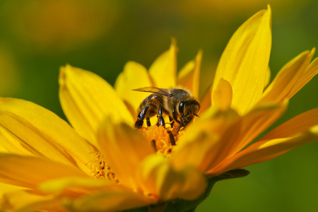 蜂蜜蜂