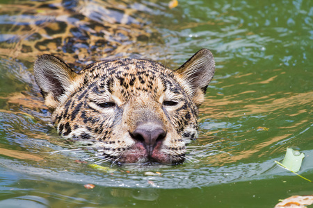 豹子游泳