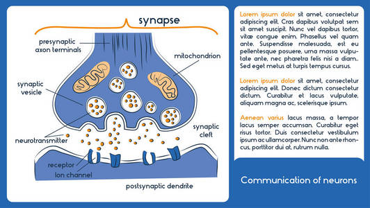 神经元的沟通。与神经递质 1 图