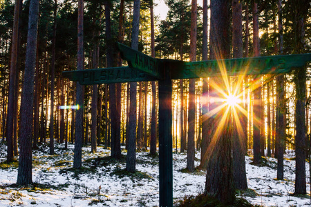 平静的冬天照片森林与太阳星闪耀在树之间太阳耀斑