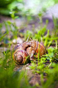 田螺田螺两蜗牛的爱情照片